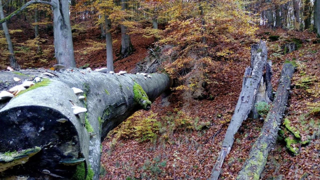 Bobrowa Przystan Czechyn Exterior foto